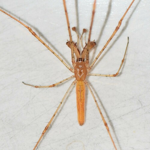 Elongate Stilt Spider photo 3