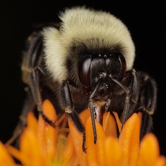 Bombus impatiens