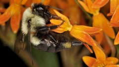 Bombus impatiens