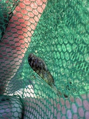 Chasmodes bosquianus