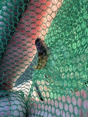 Chasmodes bosquianus