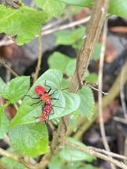 Dindymus sanguineus