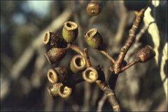 Eucalyptus urnigera