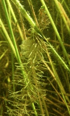 Hippuris vulgaris