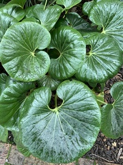Ligularia reniformis