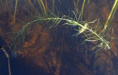 Hippuris vulgaris