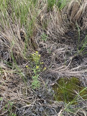 Rorippa barbareifolia