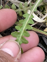 Rorippa barbareifolia