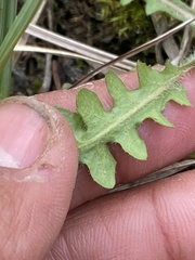 Rorippa barbareifolia