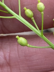 Rorippa barbareifolia