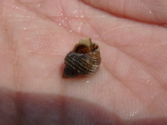 Echinolittorina radiata