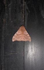 Hylesia dalina
