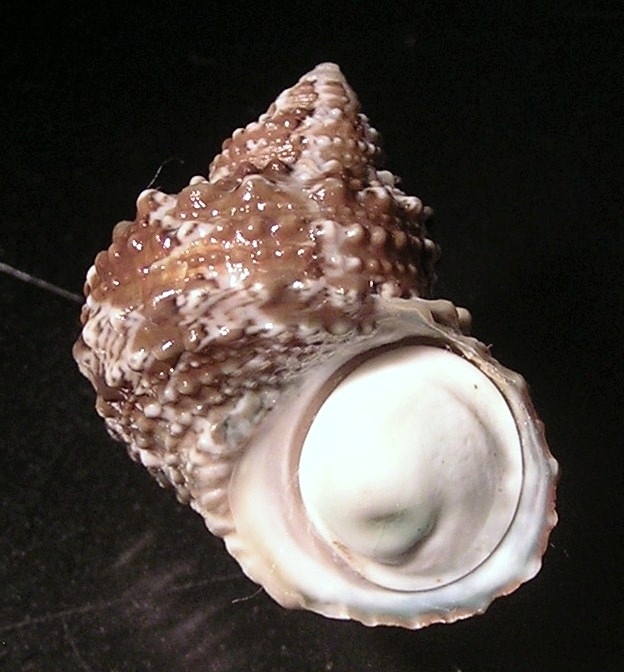 Chestnut Turban