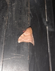 Hylesia dalina