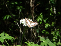 Thisbe lycorias
