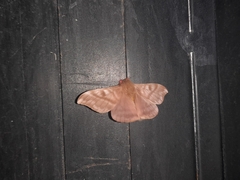 Hylesia dalina