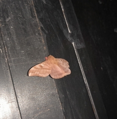 Hylesia dalina