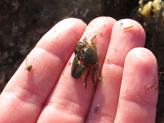 Petrolisthes cabrilloi