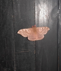 Hylesia dalina