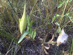 Asclepias lanuginosa