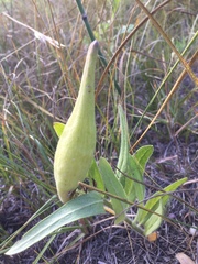 Asclepias lanuginosa