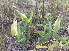 Asclepias lanuginosa