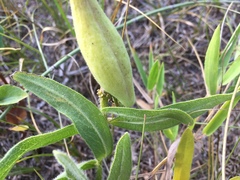 Asclepias lanuginosa