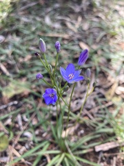 Chamaescilla corymbosa
