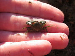 Petrolisthes cabrilloi