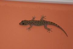 Phyllodactylus darwini