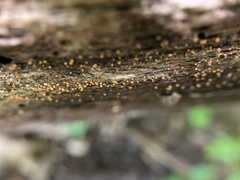 Hydropisphaera peziza