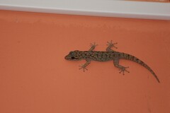 Phyllodactylus darwini