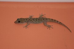 Phyllodactylus darwini