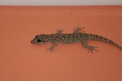 Phyllodactylus darwini