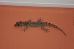 Phyllodactylus darwini