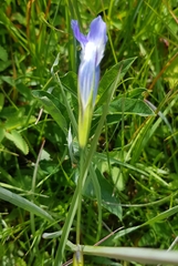 Gentianopsis barbata