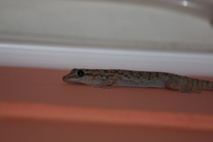 Phyllodactylus darwini