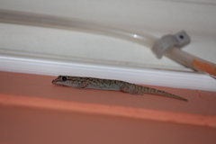 Phyllodactylus darwini