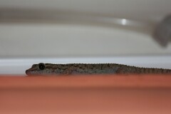 Phyllodactylus darwini