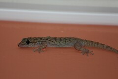 Phyllodactylus darwini