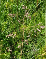Poa subfastigiata