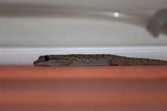 Phyllodactylus darwini