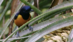 Euphonia rufiventris