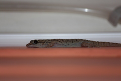 Phyllodactylus darwini