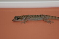 Phyllodactylus darwini