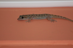 Phyllodactylus darwini