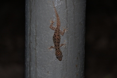 Phyllodactylus darwini