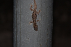 Phyllodactylus darwini