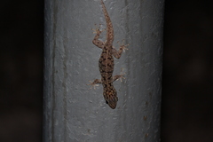 Phyllodactylus darwini