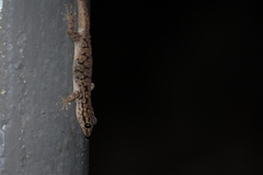 Phyllodactylus darwini